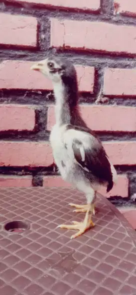 Anak ayam pakhoy mantap line jelas pejantan pukul ko induk brutal jos