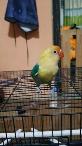 Love Bird Biola PB Turqoise (semi jinak)