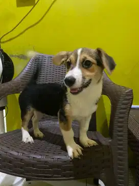 Dijual anjing corgie campuran terrier