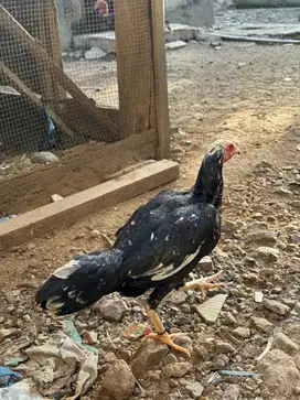 Ayam LHK thailand murni bulu cakep