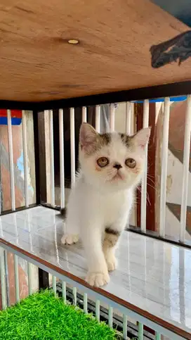 Kucing Exo jantan