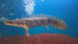 Palmas endlicheri