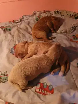 3 poodle semua sehat,