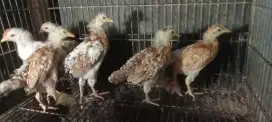 ayam elba 1 bln