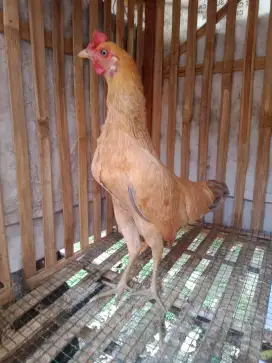 Ayam kampung betina sudah nelor