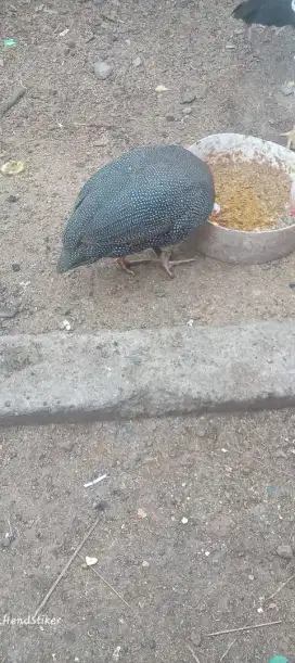 Ayam mutiara satu ekor lagi