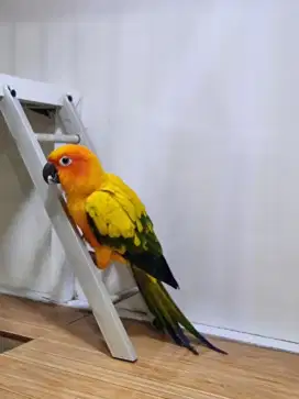Burung sunconure