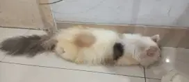 Siap adopsi kucing Persia betina