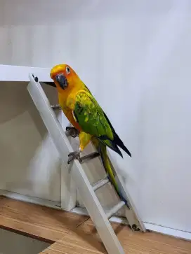 Burung sunconure