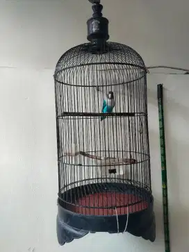 Jual burung lovebird kesangan warna blue sesuai foto