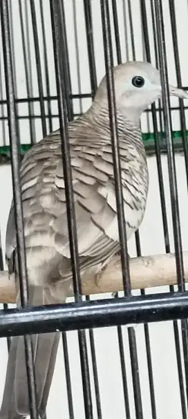 Perkutut silver ternakan jual