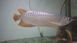 Di jual ikan Arwana super red 29 Cm