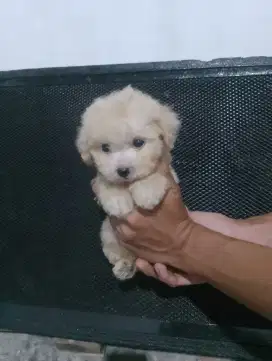 Tiny poodle  2.5 bln.