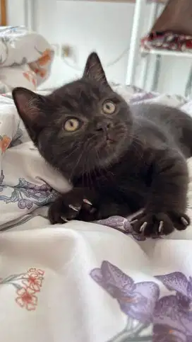 Kitten BSH (British Short Hair)