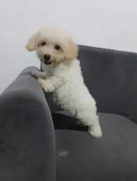 Poodle white jantan