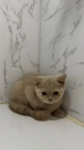 Kucing BSH Cinnamon Carrier