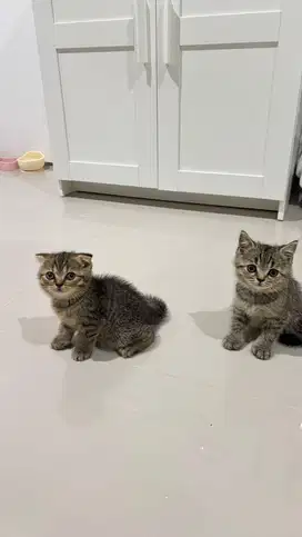 Kitten scottish Fold