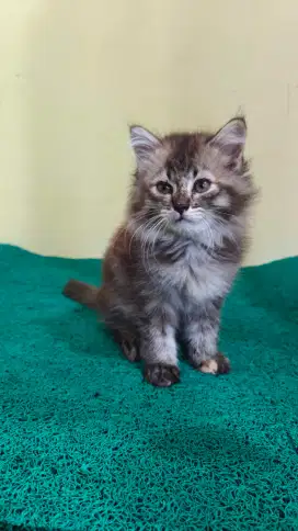 Persia Betina Longhair