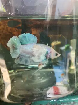 Ikan Cupang bagus