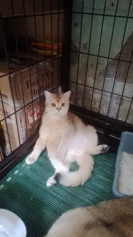 Kucing british golden