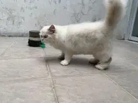 Kucing persia betina lucu gembul putih coklat muda
