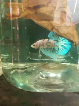 ikan cupang bagus