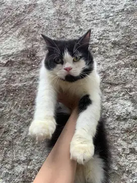 Kucing persia jantan hitam putih
