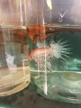 ikan cupang bagus