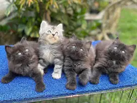 Kucing persia blacksmoke