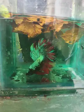 ikan cupang bagus