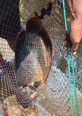 Indukan gurame soang