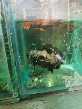ikan cupang bagus