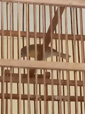 BURUNG JENGGOT MINI