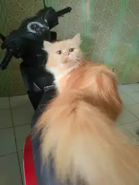 KUCING PERSIA LONGHAIR BETINA INDUK MENYUSUI