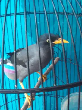 JALAK KEBO HARIAN BRISIK KTP JANTAN 250 AJA BURJA NET NOT