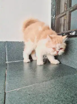 Kucing indukan flatnose betina lepas adop