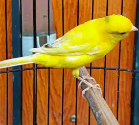 Kenari betina loper