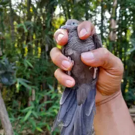 Perkutut cemani remaja