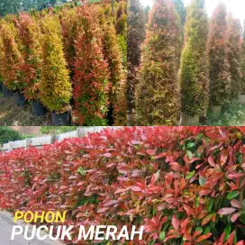Tanaman pucuk merah