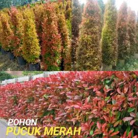 Jual tanaman pucuk merah