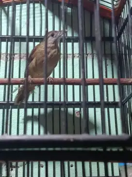 Kapas Tembak Masteran Handal Fullset Krodong