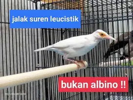 Burung Jalak suren lecuistik langka