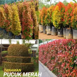 Tanaman hias : pohon pucuk merah