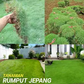 Tanaman rumput jepang