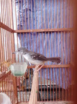Ciblek cristal jantan muda mulus