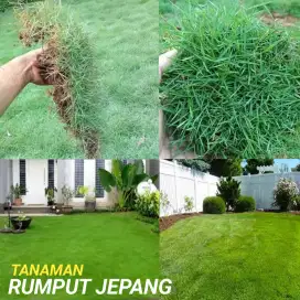 Menjual rumput jepang