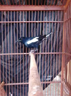 Kacer jawa timur dorong ekor