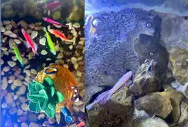 IKAN CUPANG GLOFISH