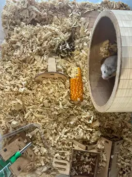 HAMSTER WINTER WHITE WW