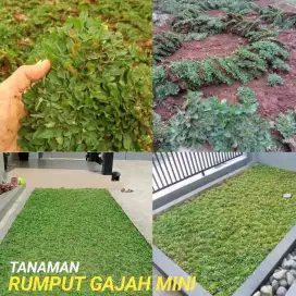 Rumput gajah mini